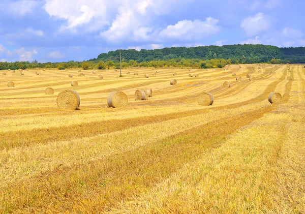 Harvesting Straw Rural Landscape — Stock Photo, Image