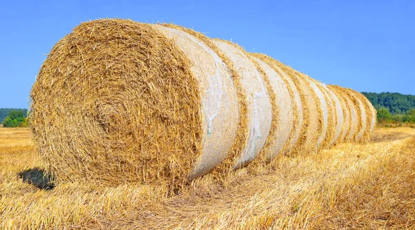 Tractor Trailer Grain Tank Working Wheat Field — Stock fotografie
