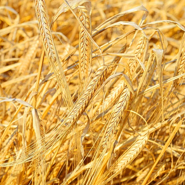 Kırsal Manzara Alanında Tahıl — Stok fotoğraf
