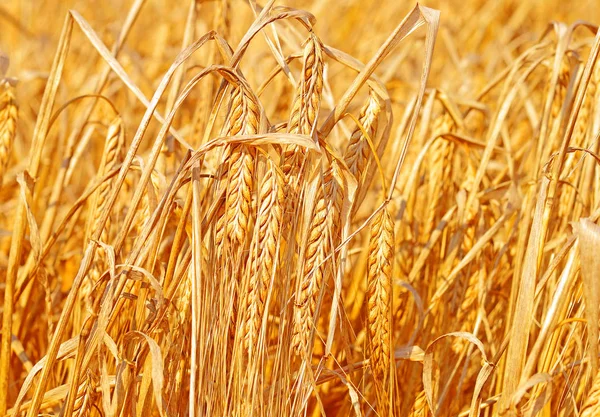 Grain Veld Het Rurale Landschap — Stockfoto