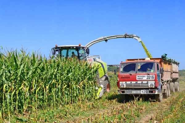 Kalush Ukraine October Modern Combine Harvesting Corn Field Town Kalush —  Fotos de Stock