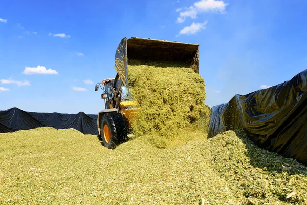 Kalush Ukraine September 2017 Ramming Corn Silage Silo Trench Dairy — Stock Photo, Image