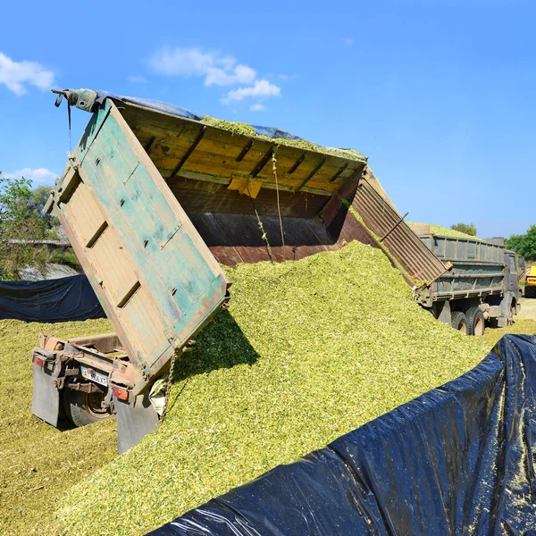 Kalush Ukraine August Fill Silage Trench Corn Silage Dairy Farm — Stockfoto