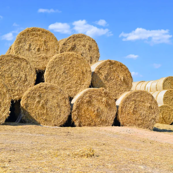 Tractor Trailer Grain Tank Working Wheat Field — 图库照片