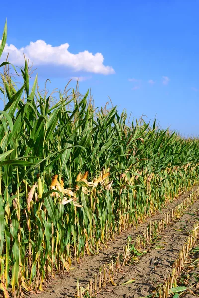 Rijpe Maïs Het Rurale Landschap — Stockfoto