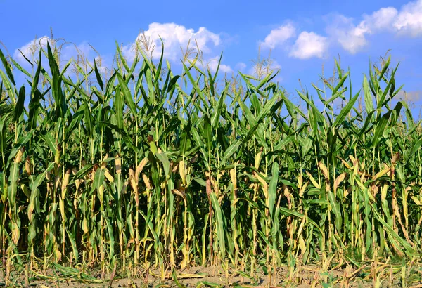 Maïs Mûr Dans Paysage Rural — Photo