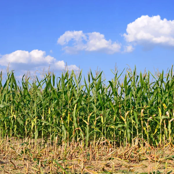 Maïs Mûr Dans Paysage Rural — Photo