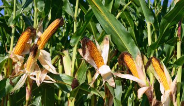 Kırsal manzara içinde olgunlaşmış Mısır. 