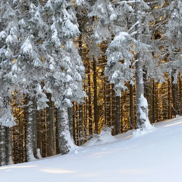 Zimní Jehličnatého Lesa Horském Svahu — Stock fotografie