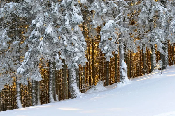 Winter Nadelwald Berghang — Stockfoto