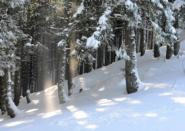Bosque Coníferas Invierno Una Ladera Montaña — Foto de Stock