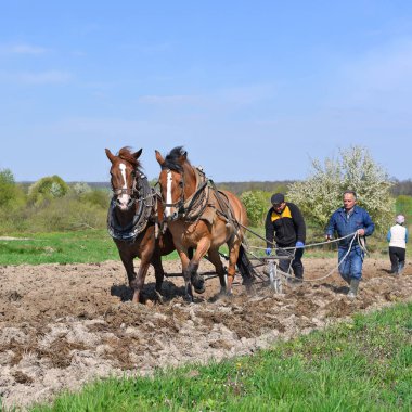 Kalush, Ukrayna - 18 Nisan 2017: bir alan tarafından el ile pulluk nadas üzerinde şehrin Kalush, Ukrayna atlı.
