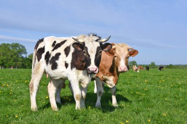 Cows  on a summer pasture clipart