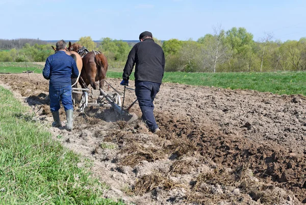 Kalush Ucrania Abril 2017 Fallow Field Manual Arow Horse Drawn —  Fotos de Stock