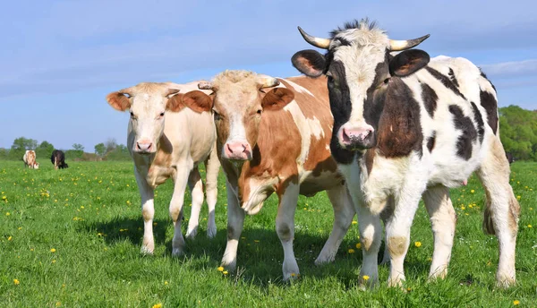 Koeien Een Zomerweide — Stockfoto