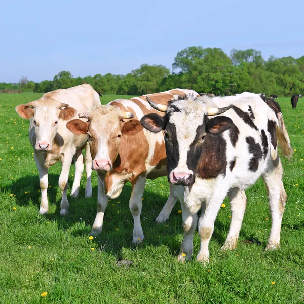 Koeien Een Zomerweide — Stockfoto