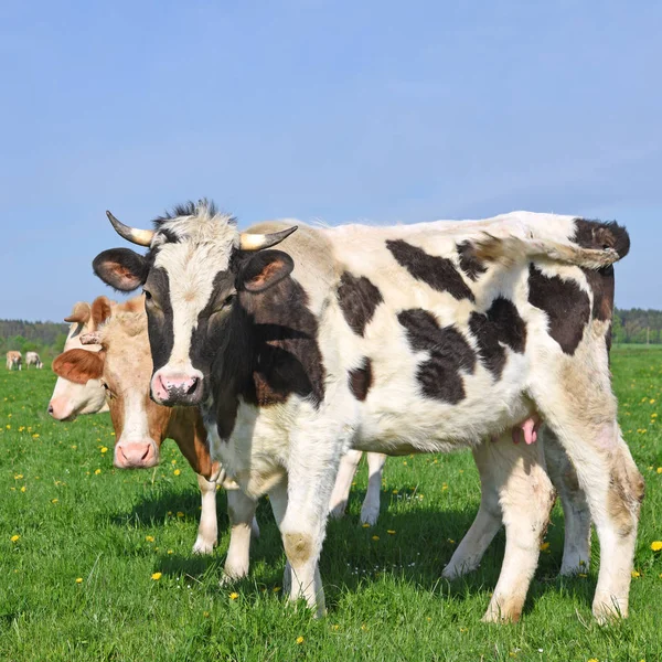 Vacas Pasto Verão — Fotografia de Stock