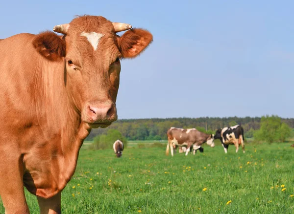 Koe Een Zomerweide — Stockfoto