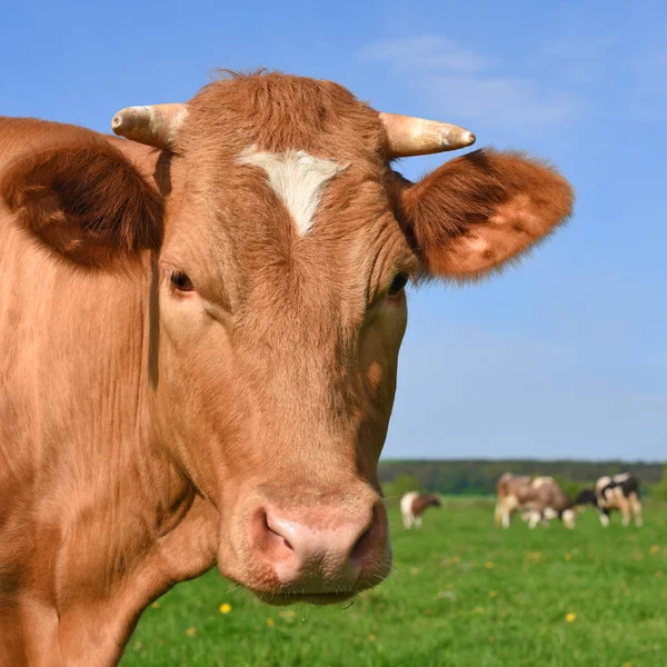 Vaca Pasto Verano — Foto de Stock