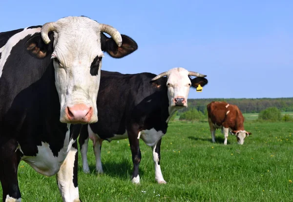 Las Vacas Pasto Verano —  Fotos de Stock