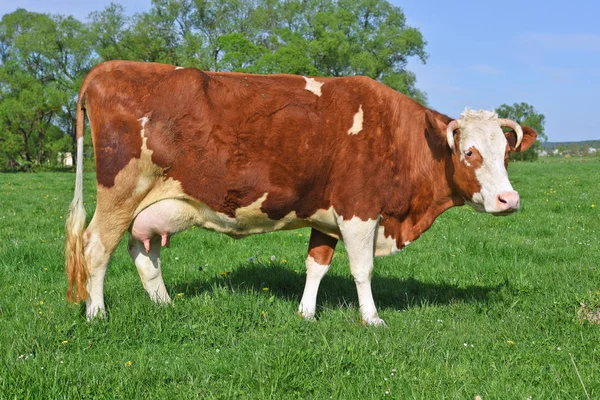 Koe Een Zomerweide — Stockfoto