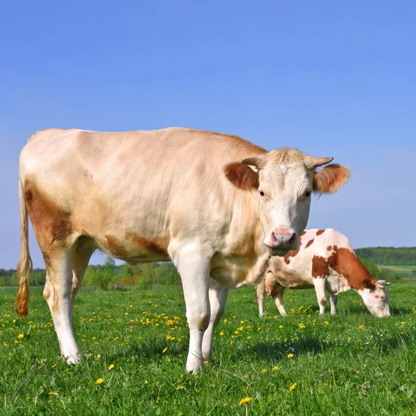 Las Vacas Pasto Verano —  Fotos de Stock