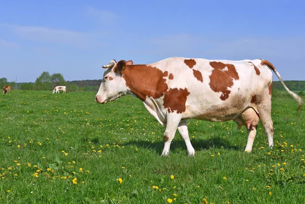 Mucca Pascolo Estivo — Foto Stock