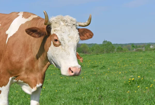 Vaca Pasto Verão — Fotografia de Stock