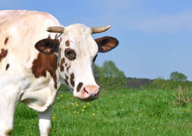 Yaz otlağında inek