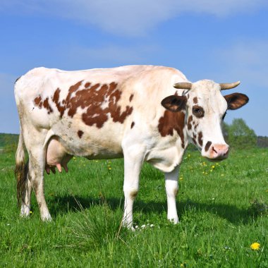 Yaz otlağında inek