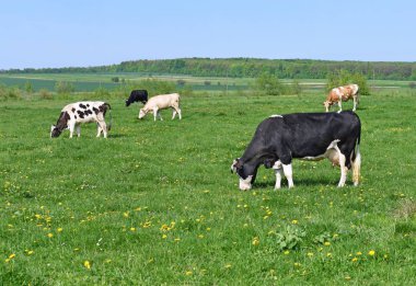 Yaz otlağında inekler