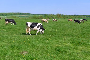 Yaz otlağında inekler
