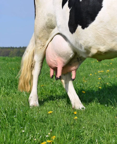 Udder Young Cow — Stock Photo, Image