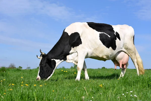 Vaca Pasto Verão — Fotografia de Stock