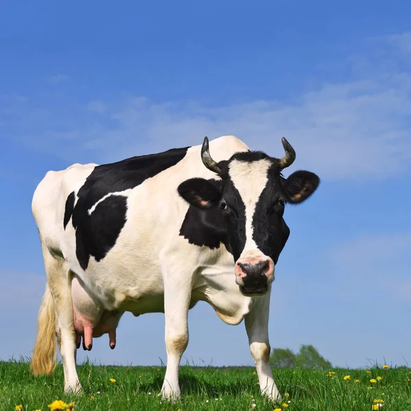 Cow Summer Pasture — Stock Photo, Image