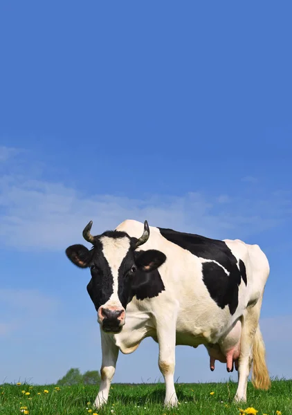 Cow Summer Pasture — Stock Photo, Image