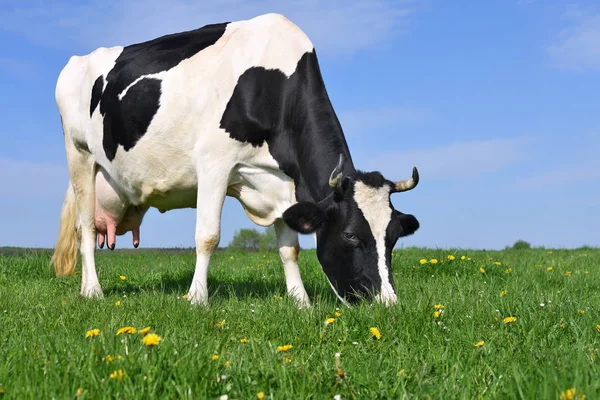 Vache Dans Pâturage Été — Photo