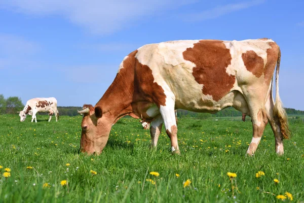 Vacas Pasto Verão — Fotografia de Stock