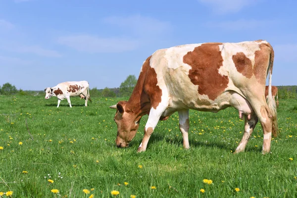 Koeien Een Zomerweide — Stockfoto