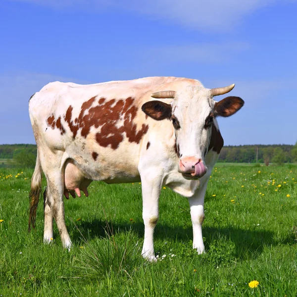 Yaz otlağında inek