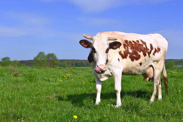 Kuh Auf Einer Sommerweide — Stockfoto