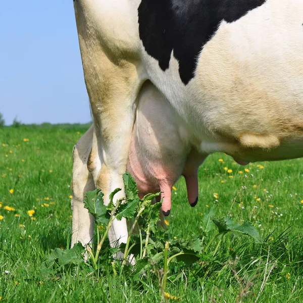 Udder Una Giovane Mucca — Foto Stock