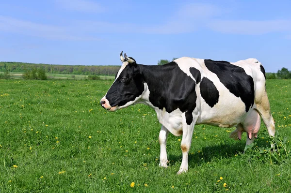 Cow Summer Pasture — Stock Photo, Image