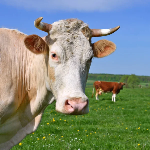 Koeien Een Zomerweide — Stockfoto