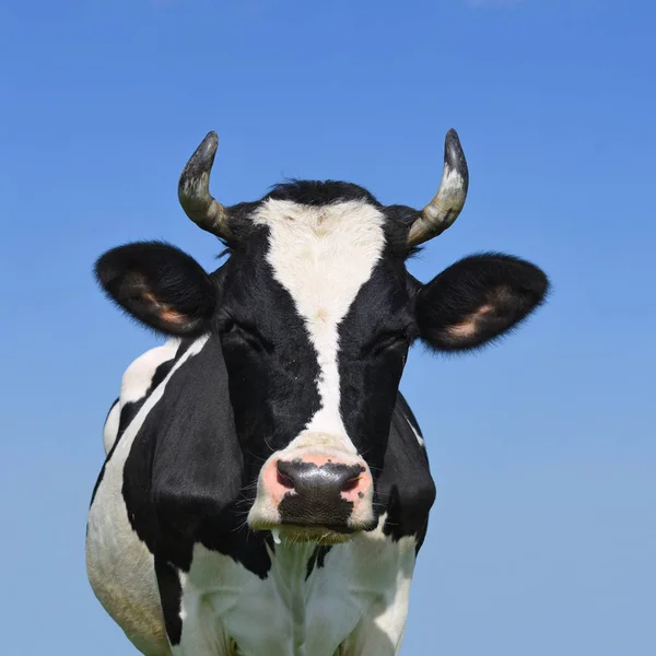 Kopf Einer Kuh Gegen Den Himmel — Stockfoto