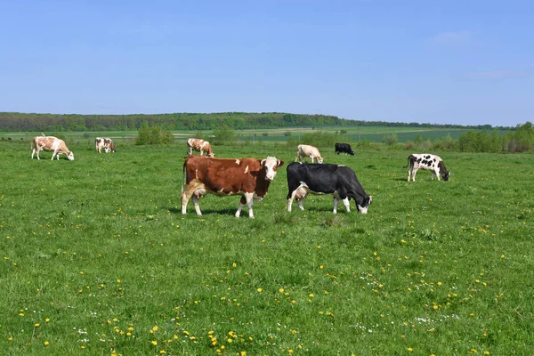 Vacas Pasto Verão — Fotografia de Stock