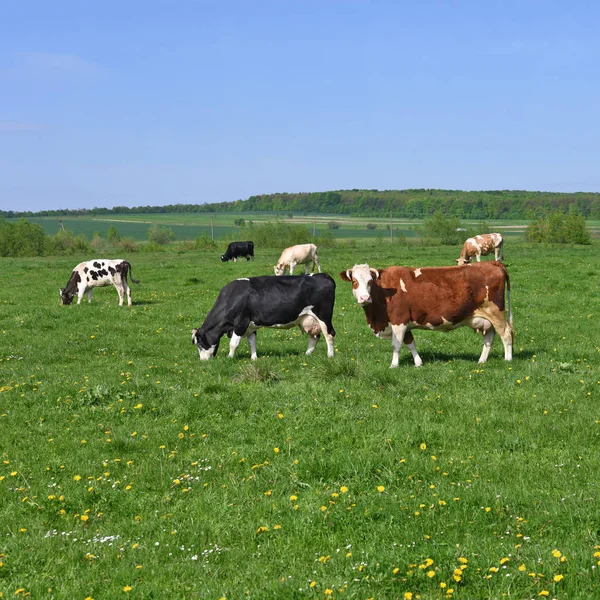 Mucche Pascolo Estivo — Foto Stock