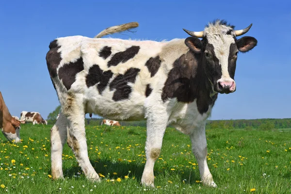 Vaca Pasto Verano — Foto de Stock