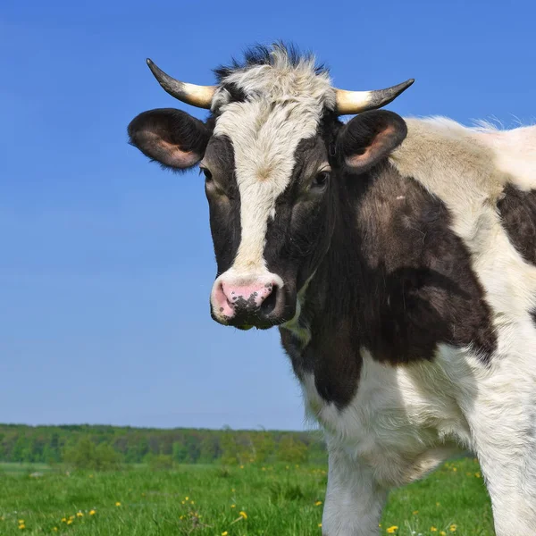 Vaca Pasto Verano — Foto de Stock