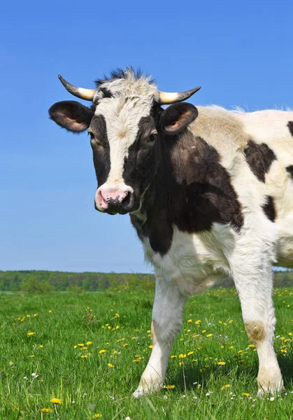 Vaca Pasto Verão — Fotografia de Stock